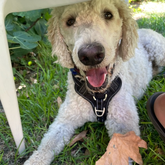 Meet your Posher, Sarah - Picture 1 of 1